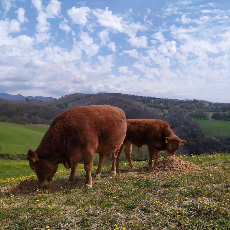 Agriturismo Corzano Barberino di Mugello Zewnętrze zdjęcie